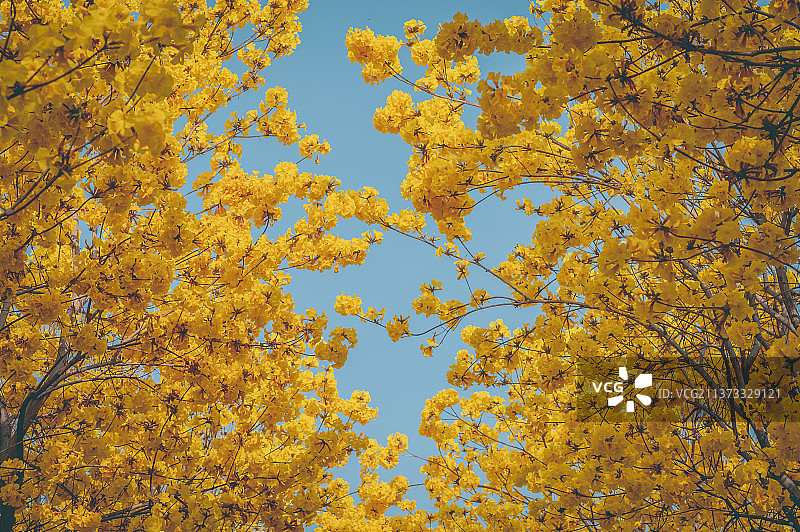 黄花风铃木图片素材