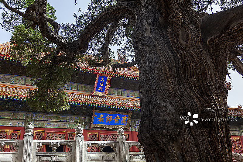 北京孔庙除奸柏图片素材