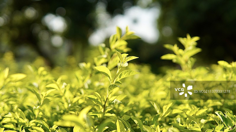 春日暖阳 嫩绿叶子图片素材