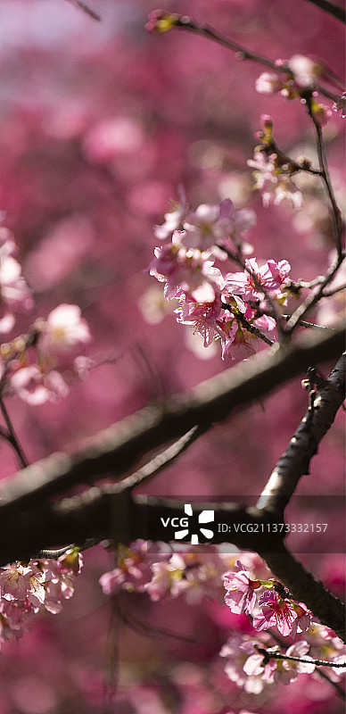 樱花-竖2图片素材