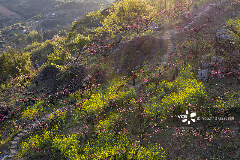 满园春色图片素材