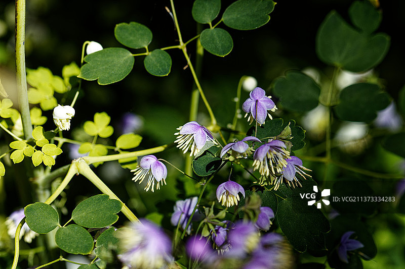 唐松草，紫色开花植物特写，新西兰达尼丁图片素材