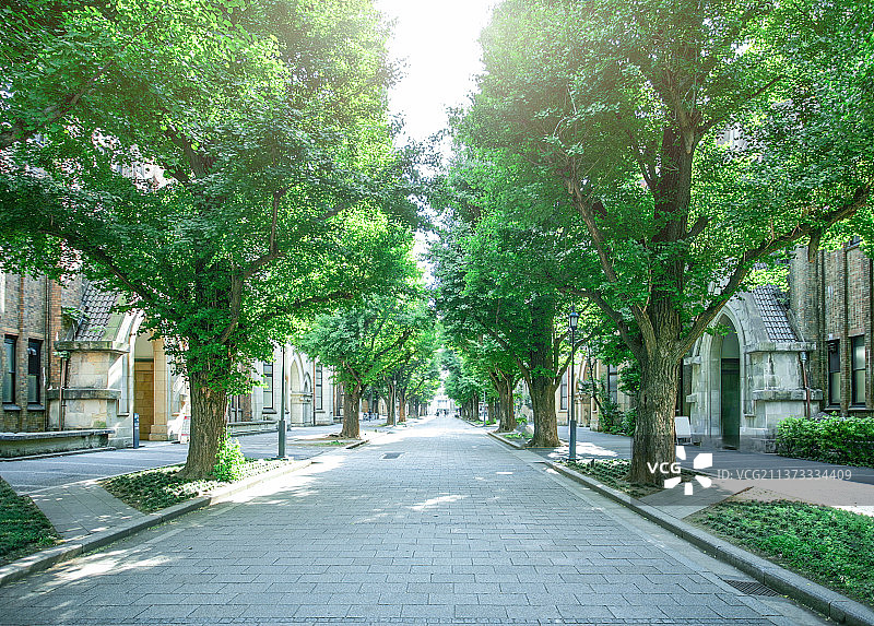 校园内的道路图片素材