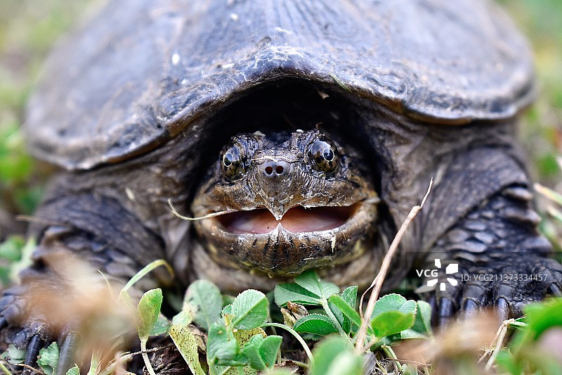 美国马萨诸塞州 Chelydra serpentina 咬鹃龟特写图片素材