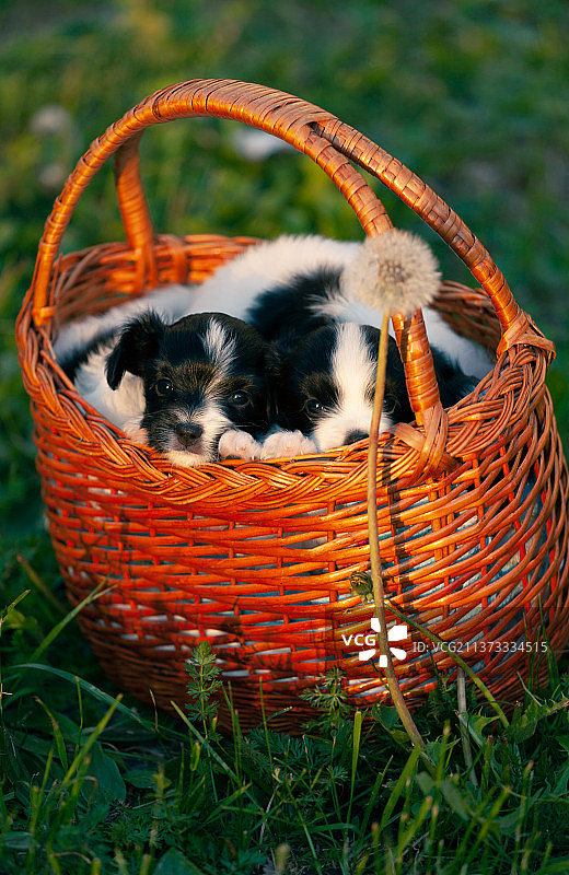 坐在针织篮子里的小蝴蝶犬幼犬图片素材