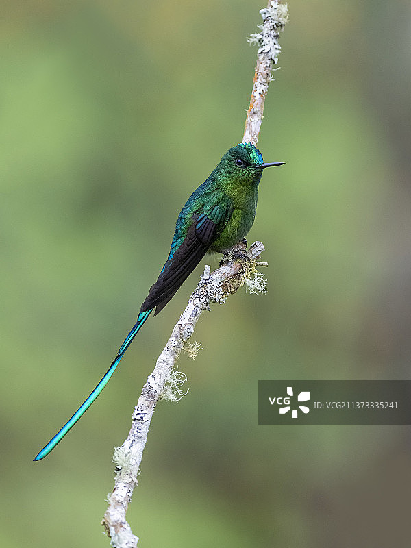 蜂鸟栖息在植物上，卡尔达斯省马尼萨莱斯，哥伦比亚图片素材