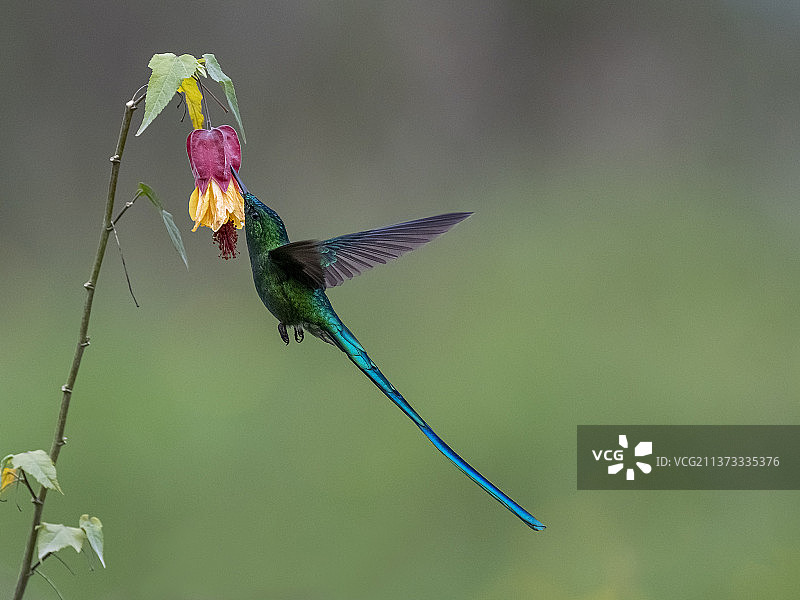 蜂鸟栖息在植物上，卡尔达斯省马尼萨莱斯，哥伦比亚图片素材