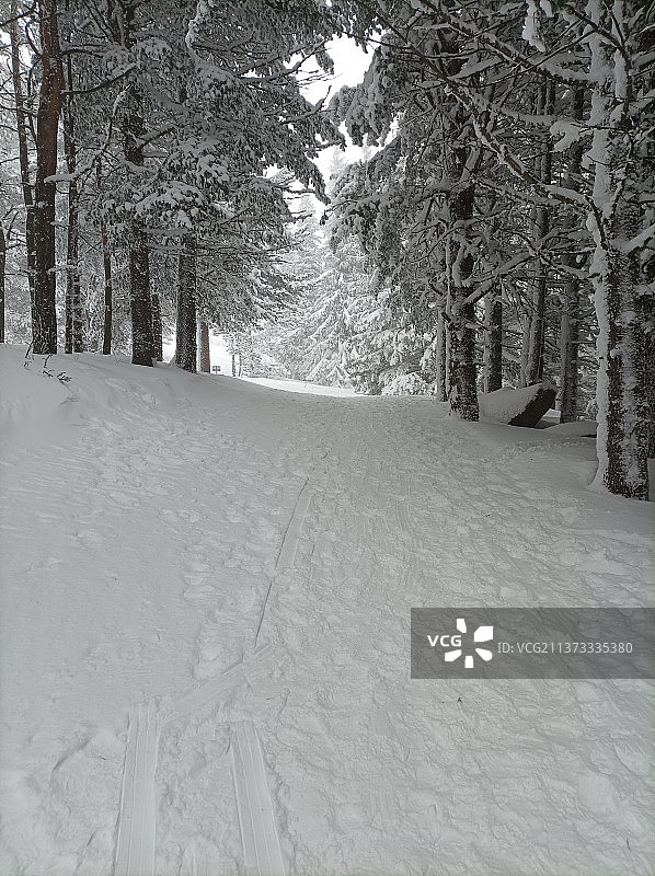 雪地里的树木图片素材