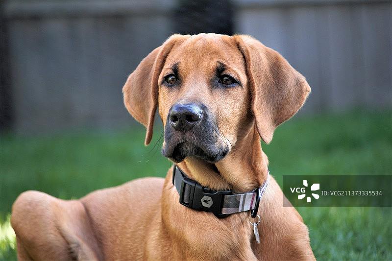 可爱的狗狗图片素材