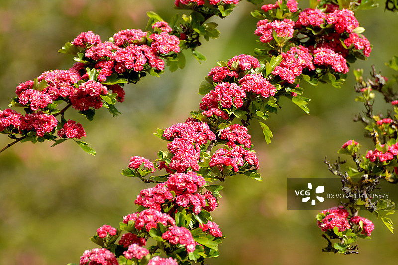 都柏林圣史蒂芬公园的粉色植物特写，爱尔兰图片素材