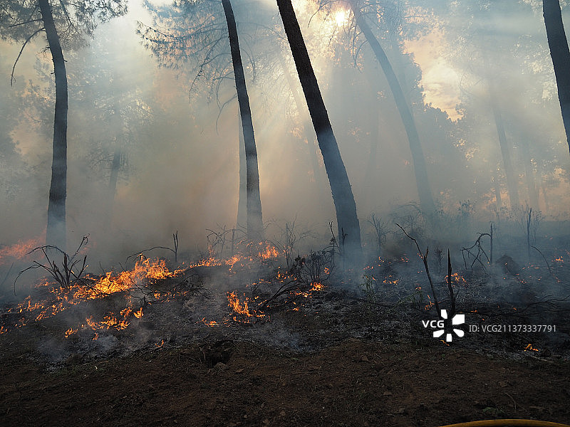 雾天森林中的树木，西班牙图片素材