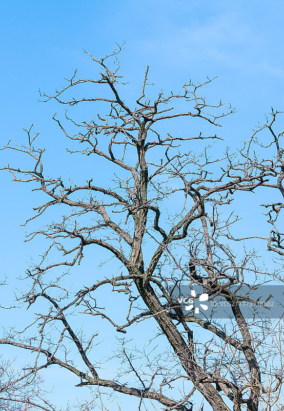 中国野生植物拍摄主题，低视角仰拍一颗干枯的秃树树冠，户外无人图像摄影图片素材