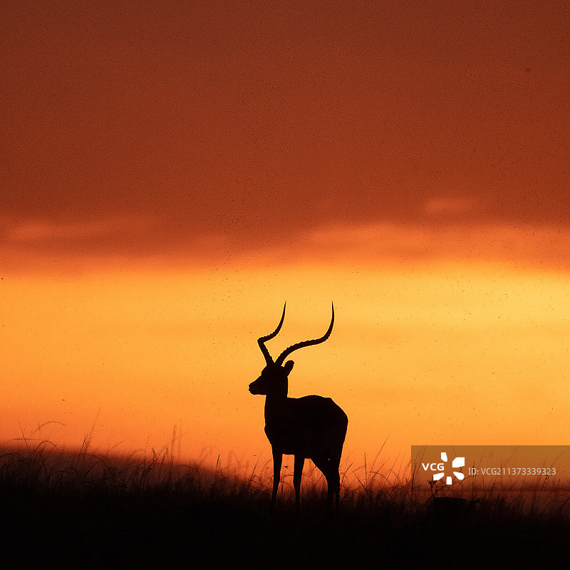 马拉的剪影：橙色天空下原野上的鹿图片素材
