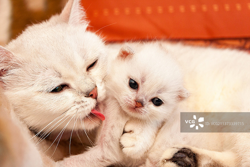 英国白色母猫拥抱并舔舐她的小猫图片素材