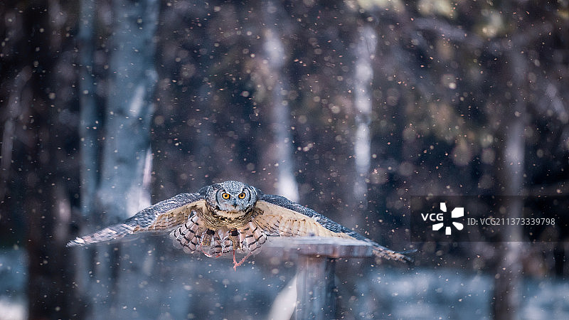 加拿大雪中森林里飞翔的猫头鹰特写图片素材