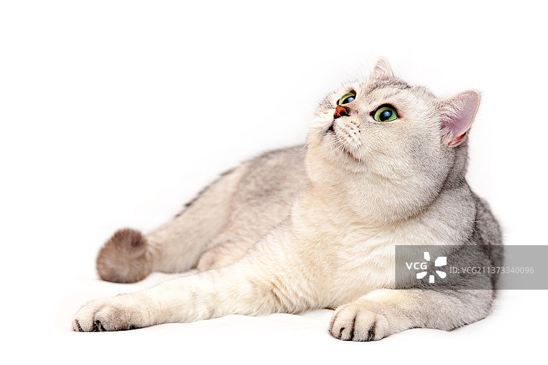 银色英国短毛猫，绿眼睛粉鼻子图片素材
