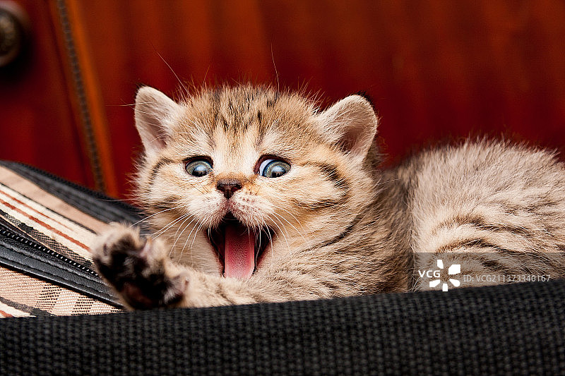 躺在包上打呵欠的金色英国短毛小猫图片素材