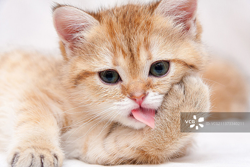 清洗身体的金色英国小猫肖像图片素材