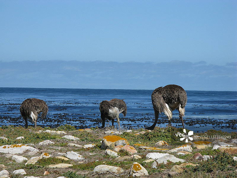 好望角附近吃草的鸵鸟，南非图片素材