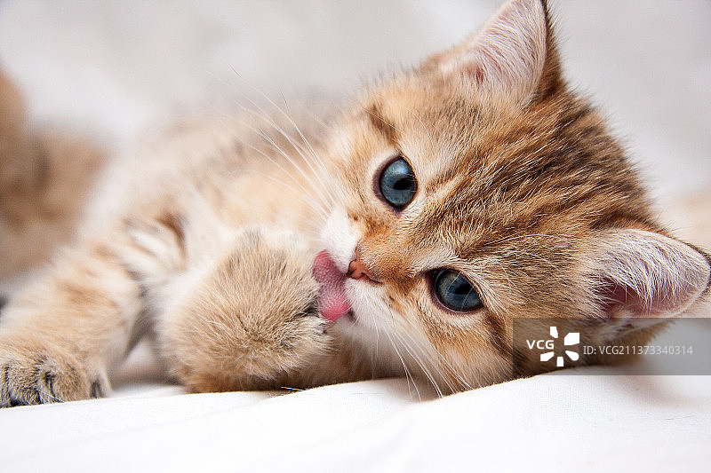 躺在浅色背景上的金色小猫肖像图片素材