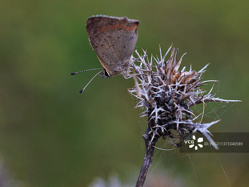 蝴蝶在花上采蜜特写，西班牙图片素材