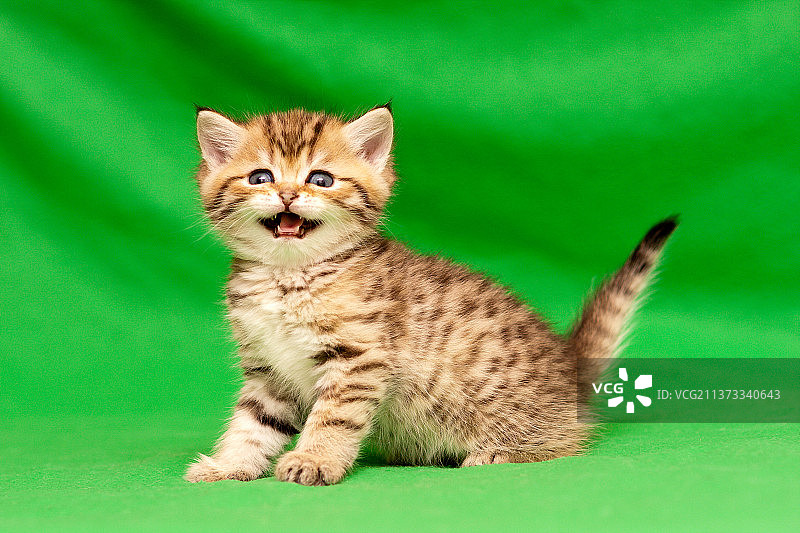 看着镜头的可爱金色英国短毛猫图片素材