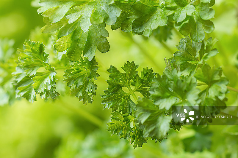 新鲜绿色欧芹叶特写图片素材