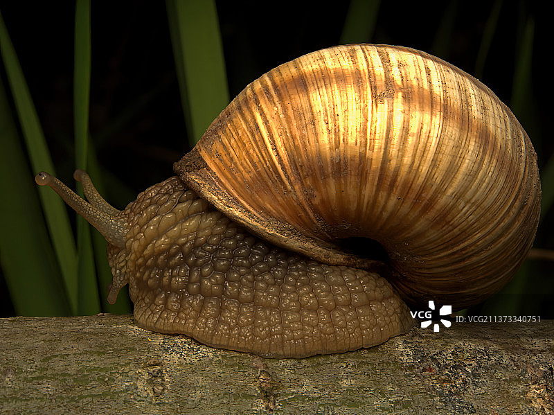 蜗牛特写图片素材