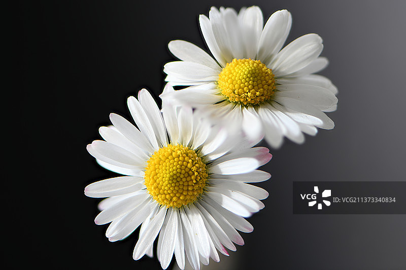 黑色背景下的白色雏菊特写图片素材