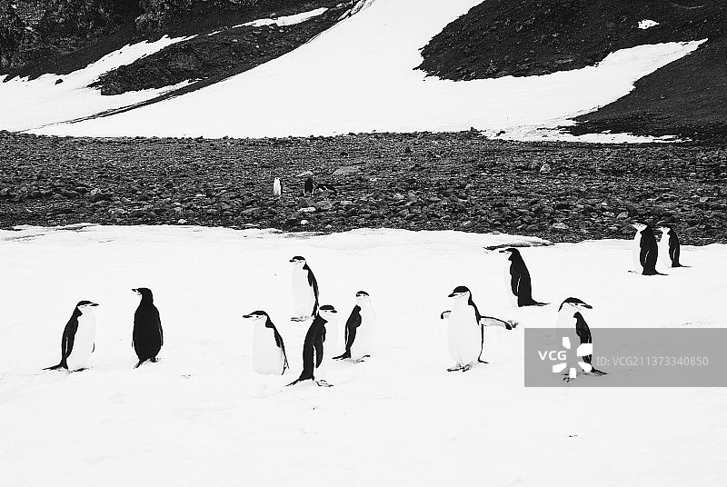 帽带企鹅，智利雪原上的企鹅高角度视图图片素材