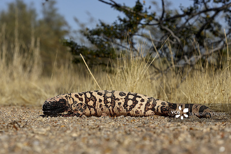 美国亚利桑那州希拉怪物全身低角度特写图片素材