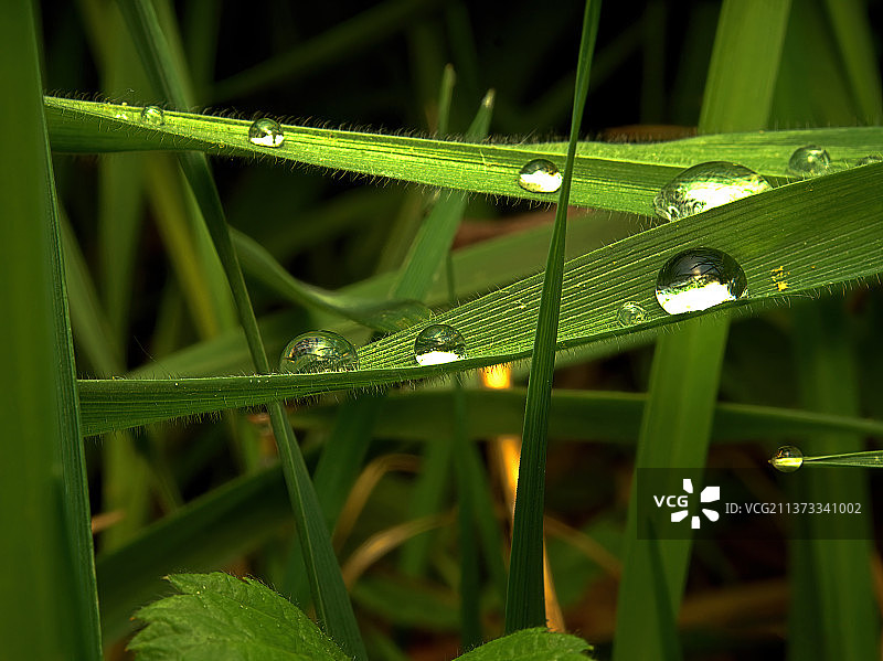 水滴的倒影，草地上雨滴的特写图片素材