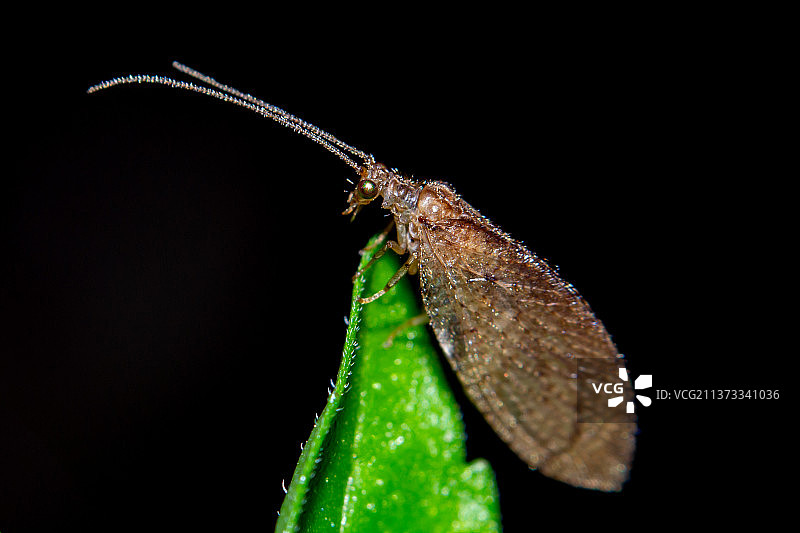 巴西里约热内卢州叶子上的昆虫特写图片素材