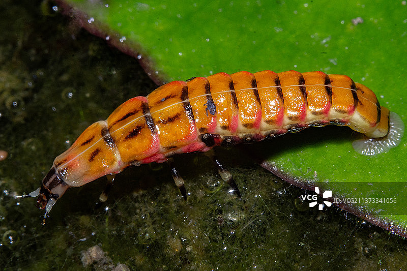 巴西灯笼萤科Aspisoma毛毛虫在叶子上的特写图片素材