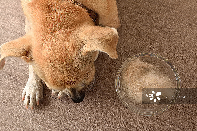 无毛犬与吉娃娃和装满毛发的碗图片素材
