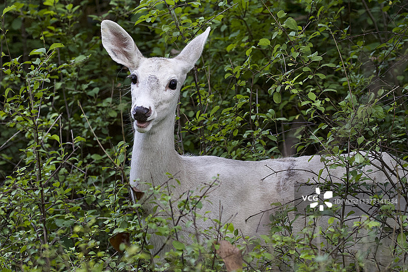 你好，小鹿：纽约森林中的白黇鹿图片素材