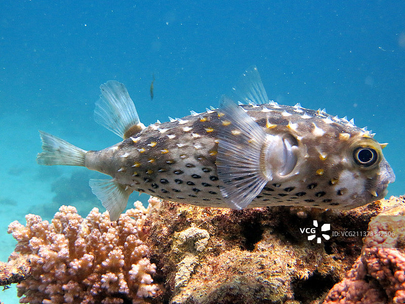 河豚鱼特写图片素材