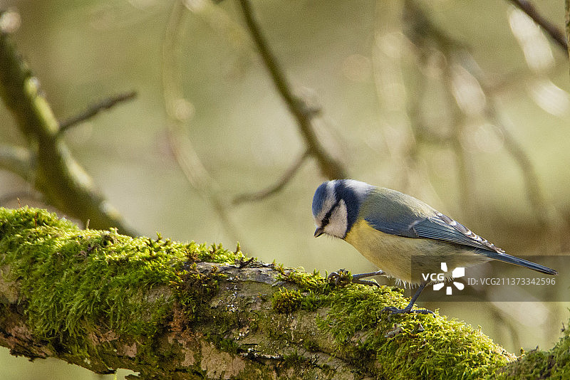 蓝山雀特写，栖息在苔藓上的欧亚鹪鹩，德国图片素材