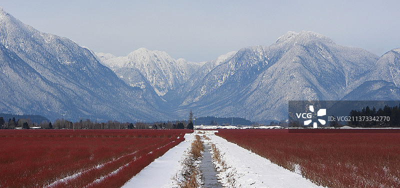 冬季蓝莓农场雪景：加拿大不列颠哥伦比亚省皮特草原雪山风光图片素材