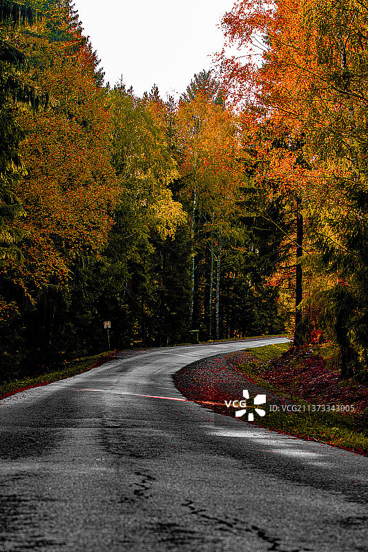 瑞典秋季树林中的空旷道路图片素材