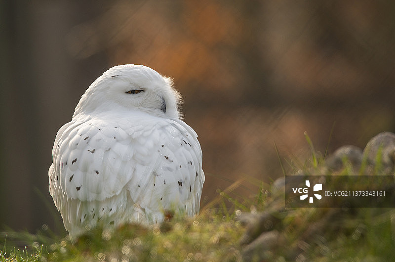 雪鸮特写，栖息在德国的田野上图片素材