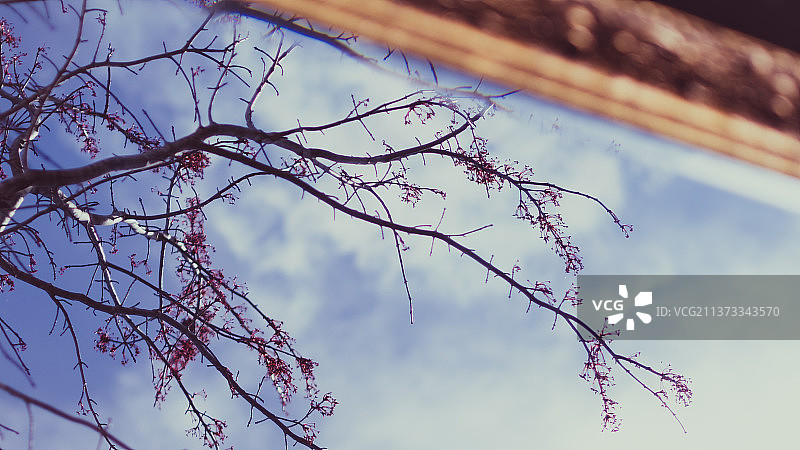 春天的倒影：开花植物仰视，美国密苏里州乔普林图片素材