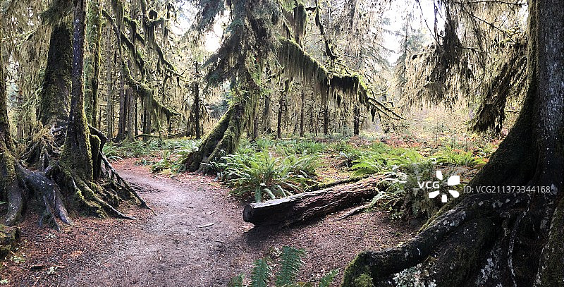 迷失在太平洋西北地区的森林中图片素材