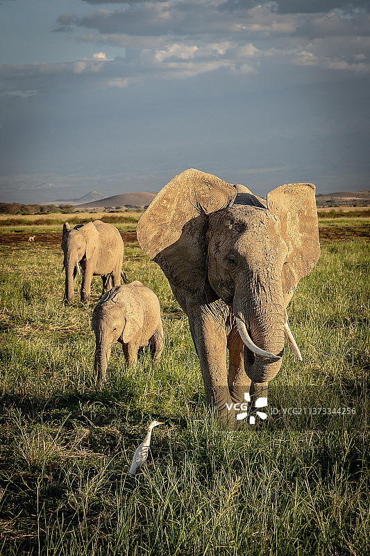 野生大象在肯尼亚安博塞利行走和吃草图片素材