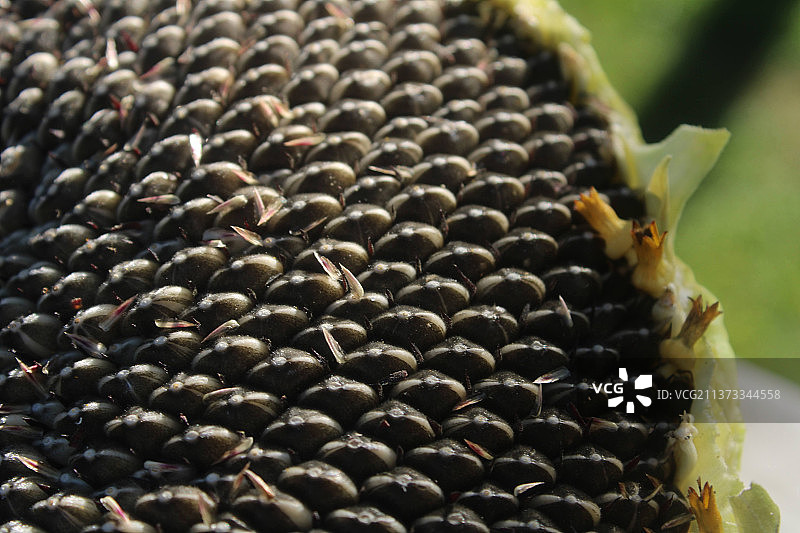 向日葵的回忆，水果特写图片素材