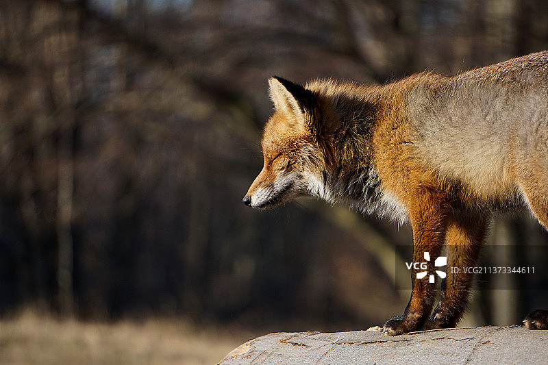 维也纳狼的特写：沐浴在晨曦中图片素材