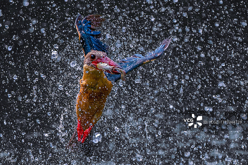 新加坡雨中飞鸟图片素材