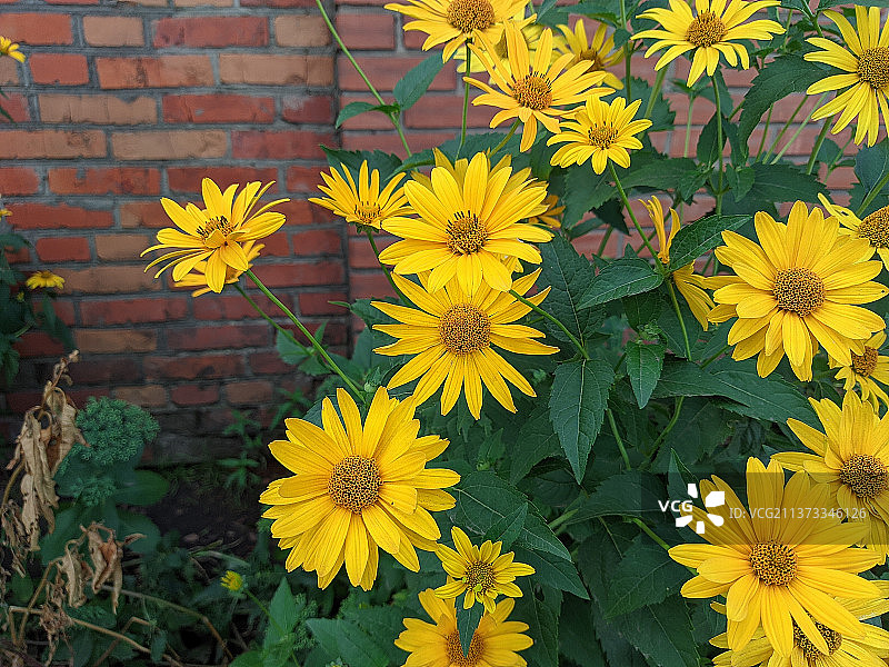 黄色开花植物的俯视角度照片图片素材