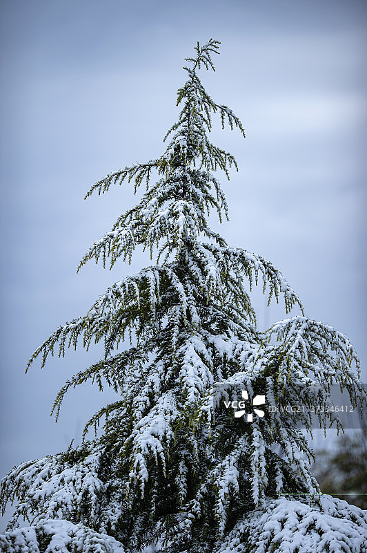 雪压青松挺且直图片素材