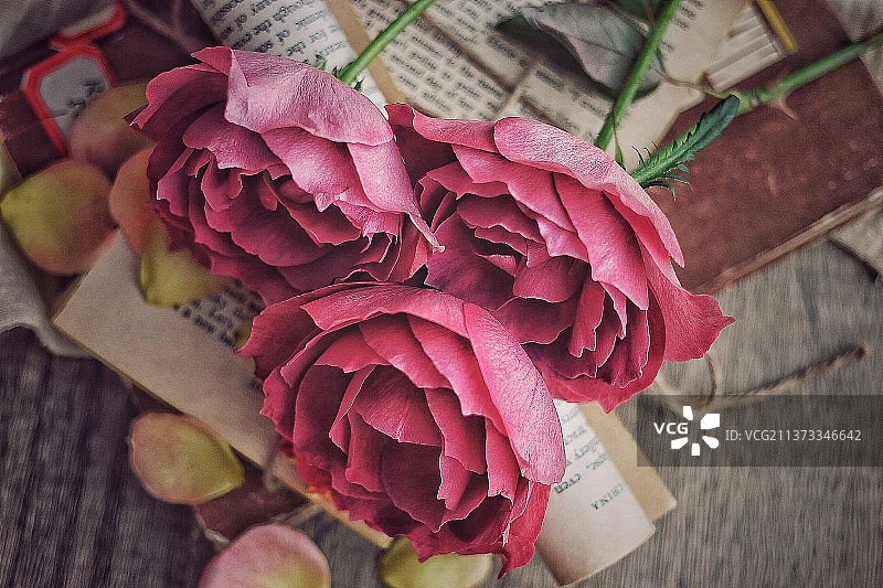 日玫红茶图片素材